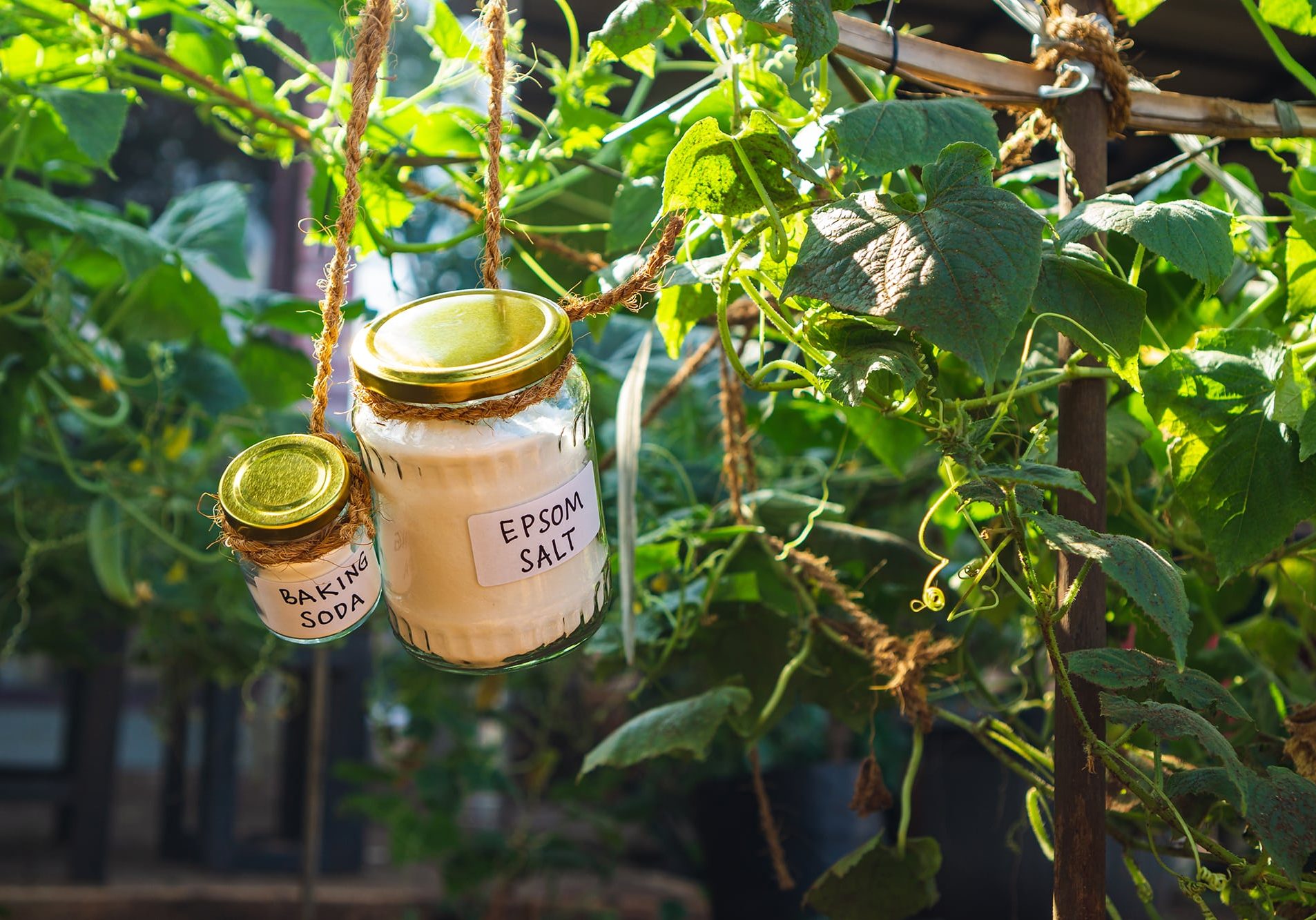 Using baking soda, sodium bicarbonate and epsom salt in home garden and agricultural field concept. safe pesticide and fungicide
