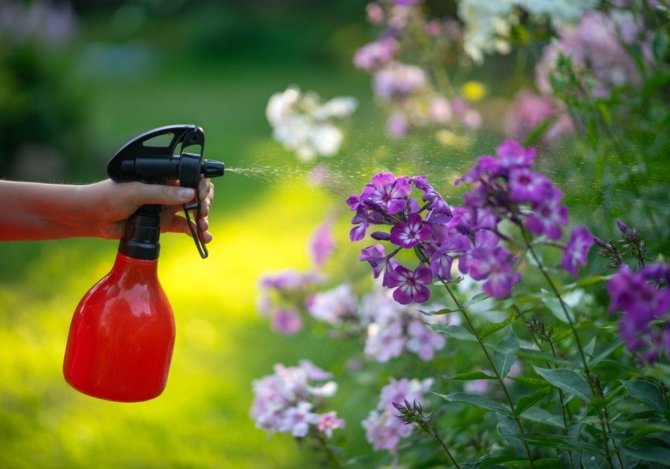 Spray,Garden,Flowers,With,Water.a,Hand,With,A,Water,Spray Spray garden flowers with water