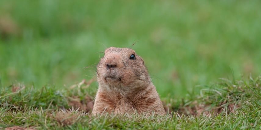 Gopher in a hole looking curiously Gopher in a hole looking curiously