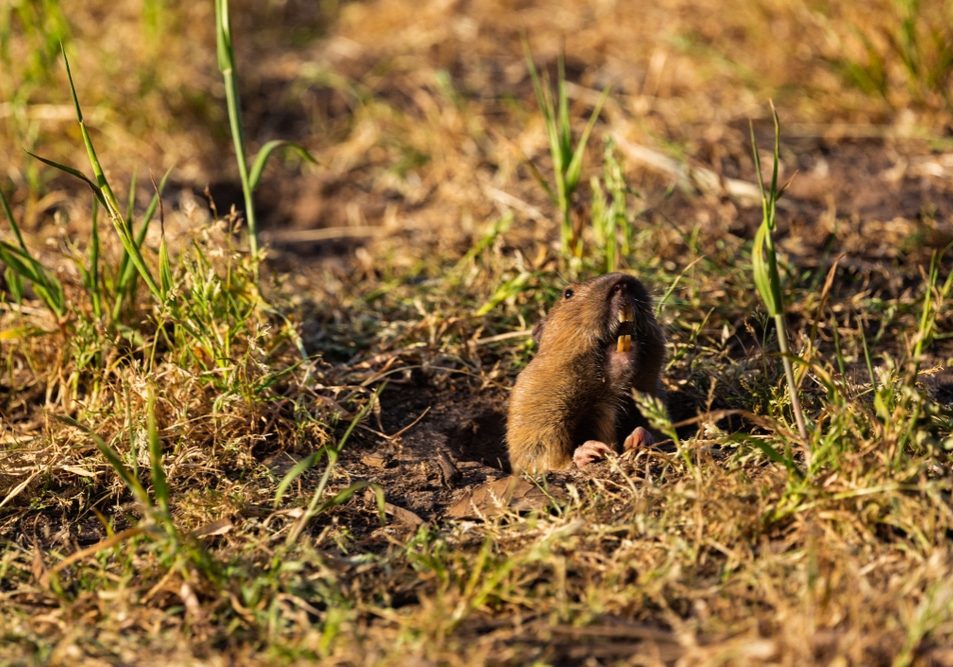A gopher (Botta's pocket gopher) pops out of his hole, during sunset