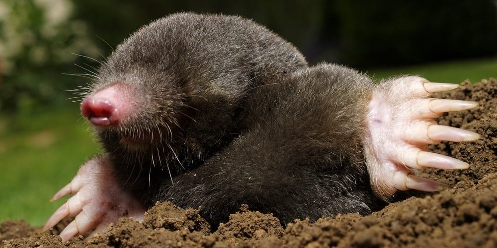 Mole in the garden Mole in the garden
