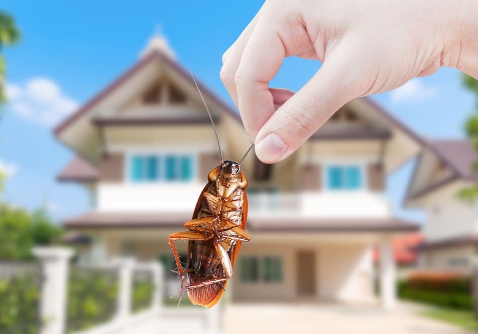 Hand holding Cockroach on house background