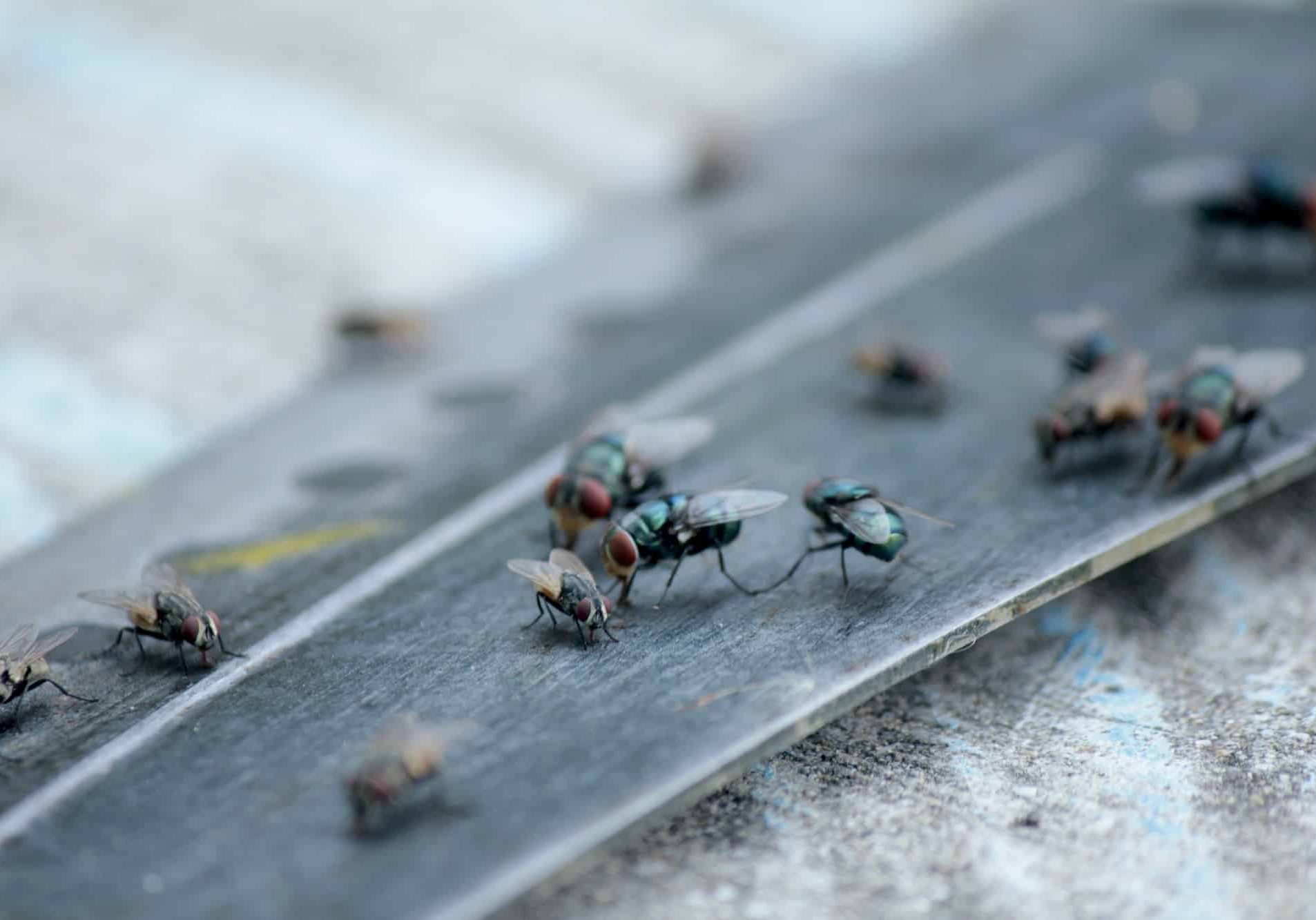 House Fly