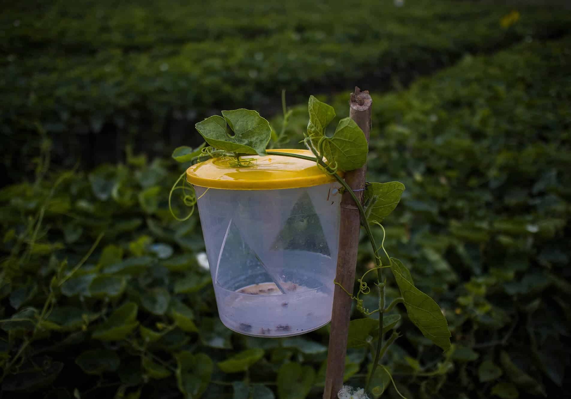 Integrated Pest Management Technology including Pheromone and Yellow trap