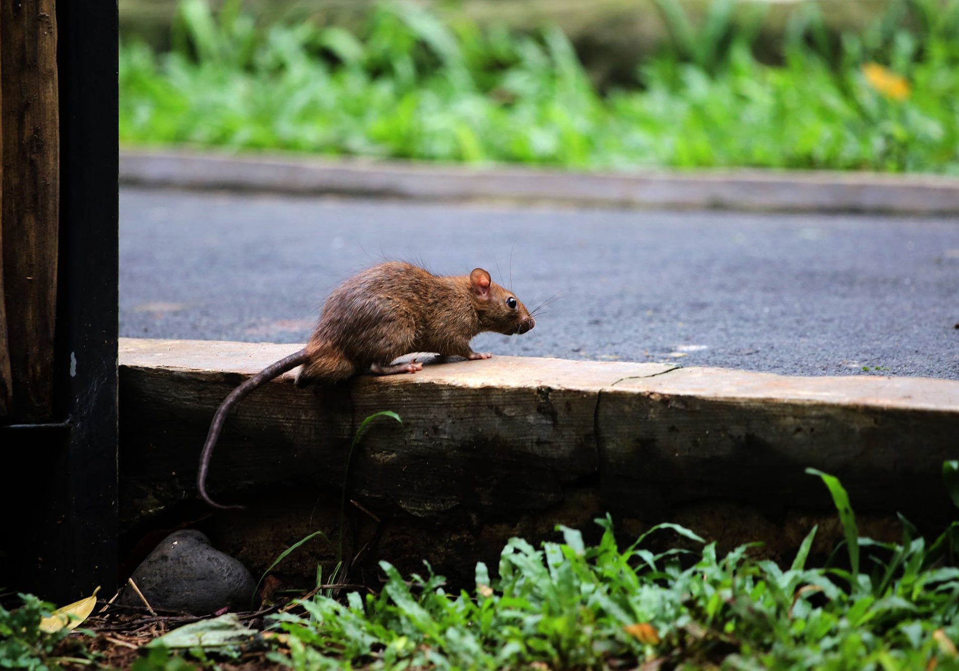 laboratory rats are one of the most common rat species found in urban areas.