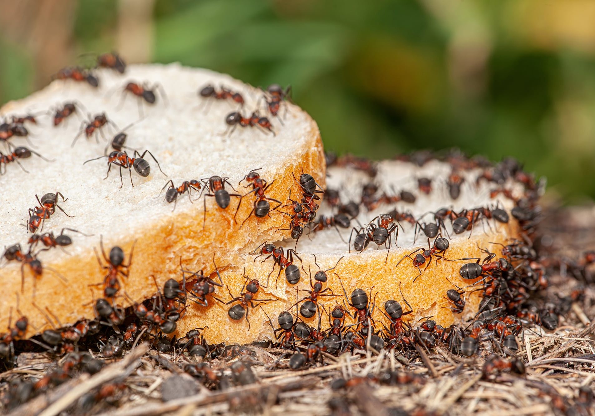 The macro picture shows a slice of bread with many ants on it