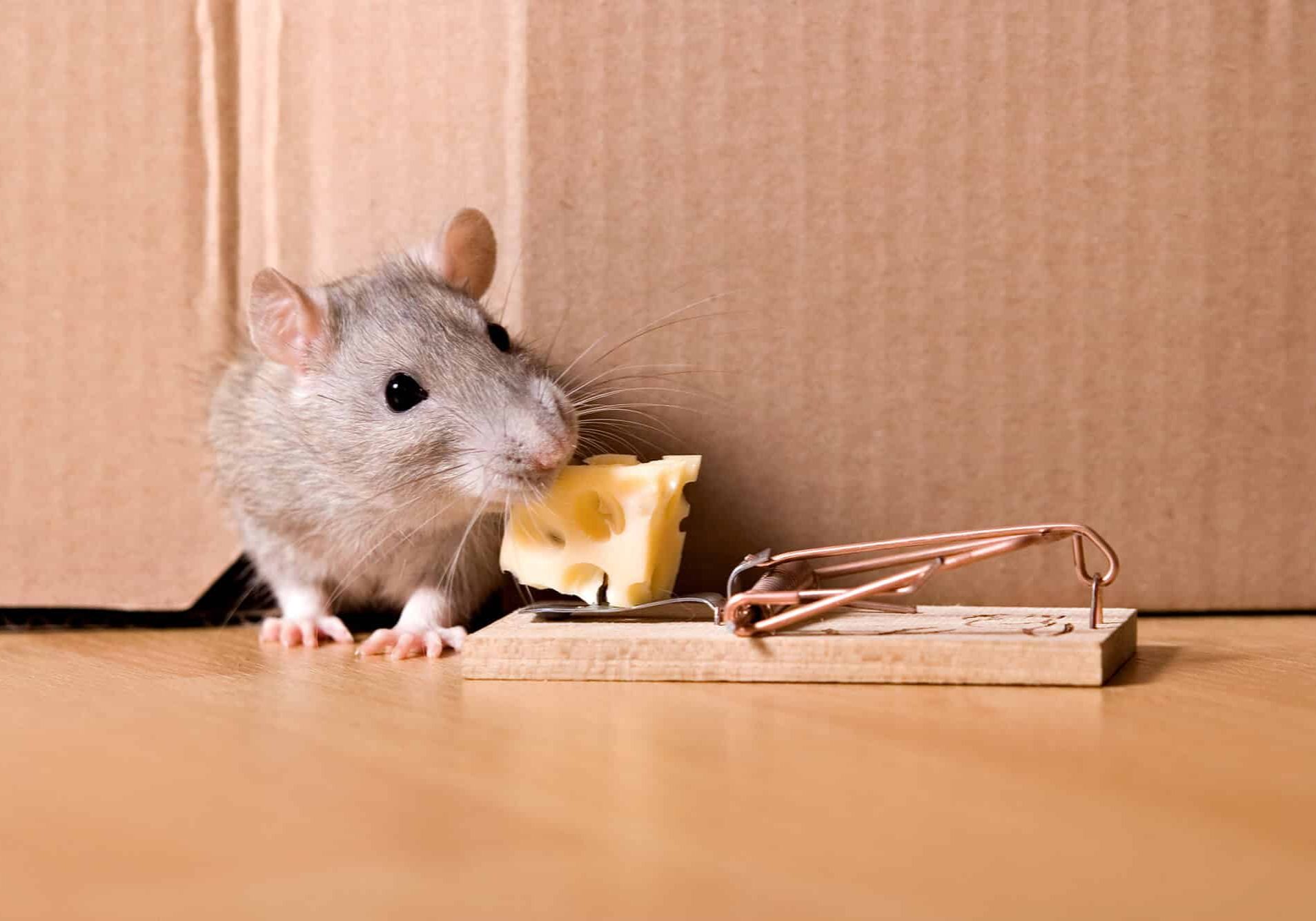 mousetrap and cheese