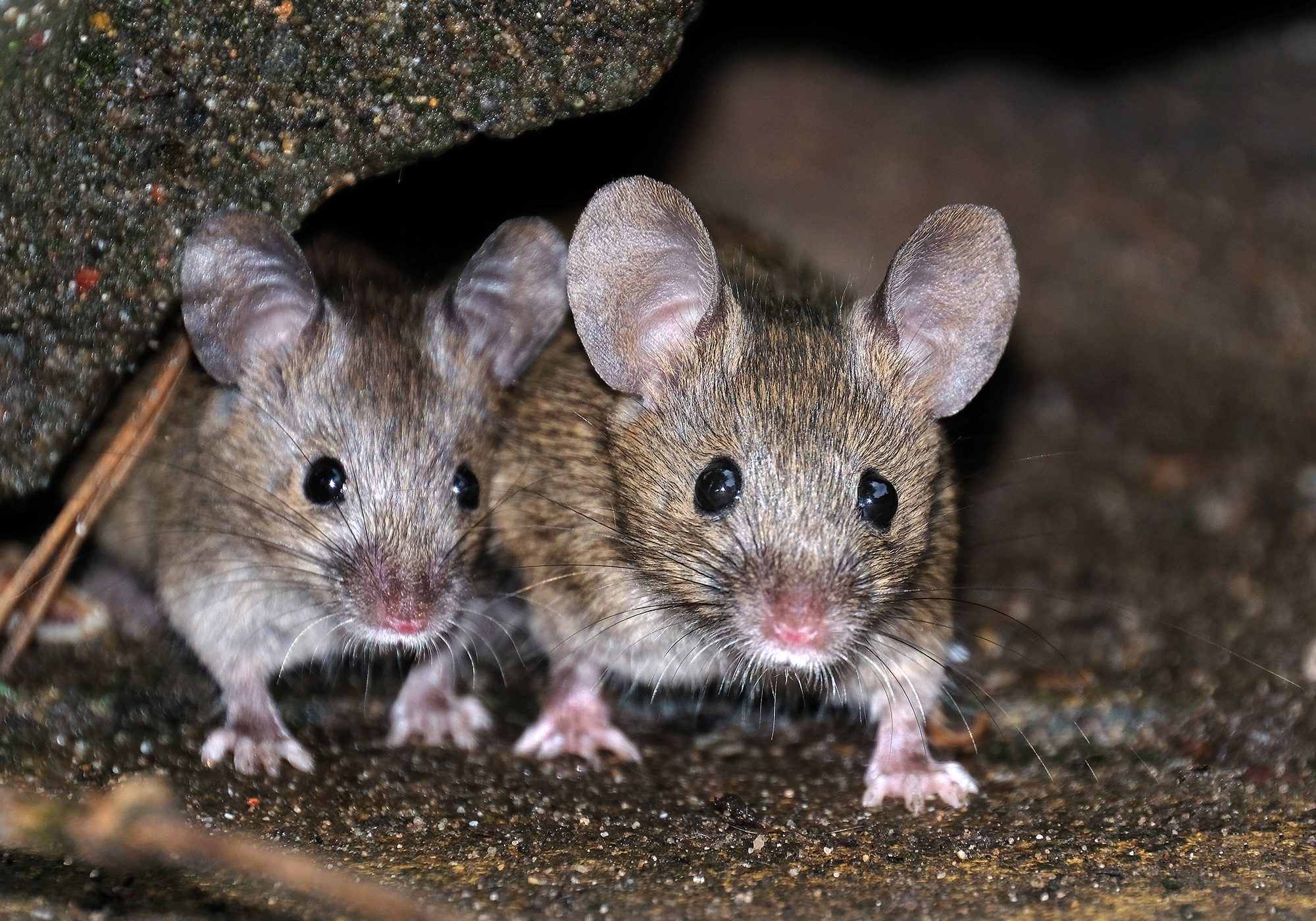 Mice feeding in urban house garden
