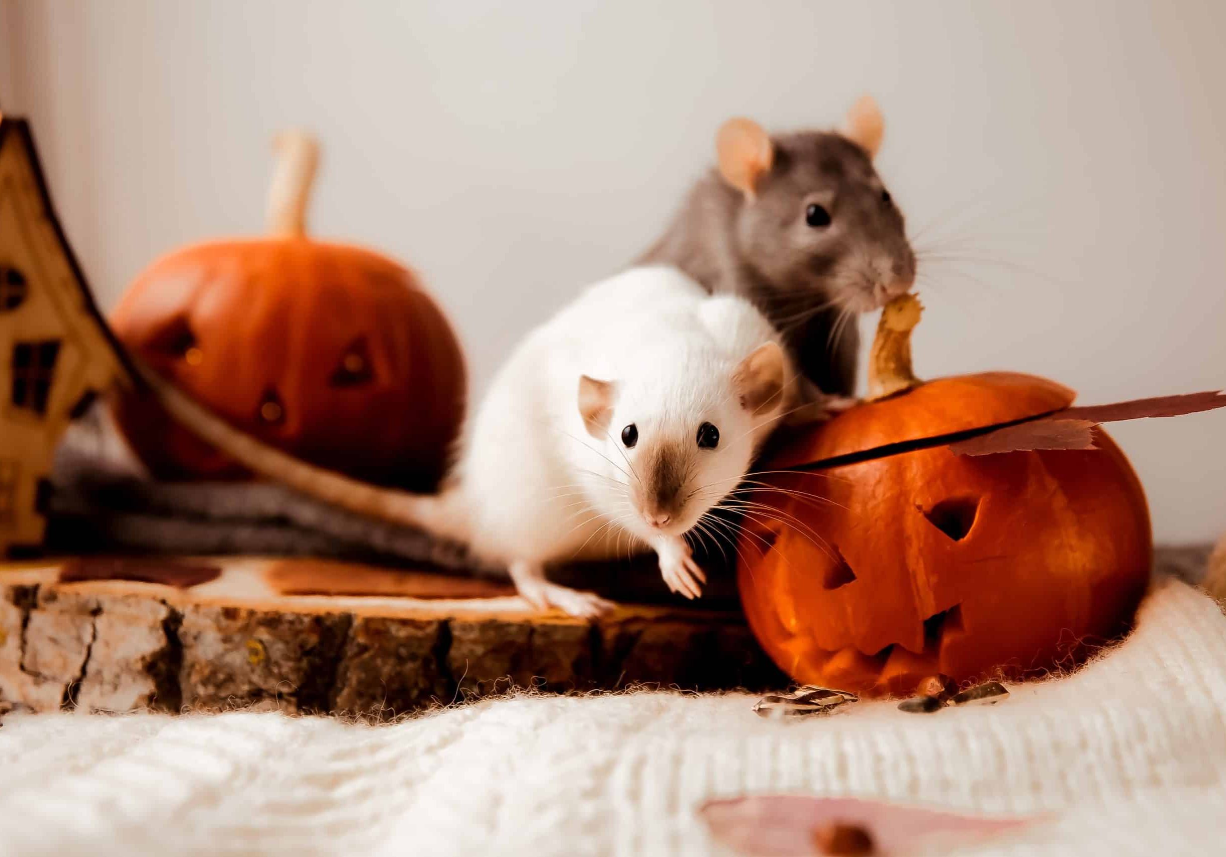 Rat and pumpkin for Halloween