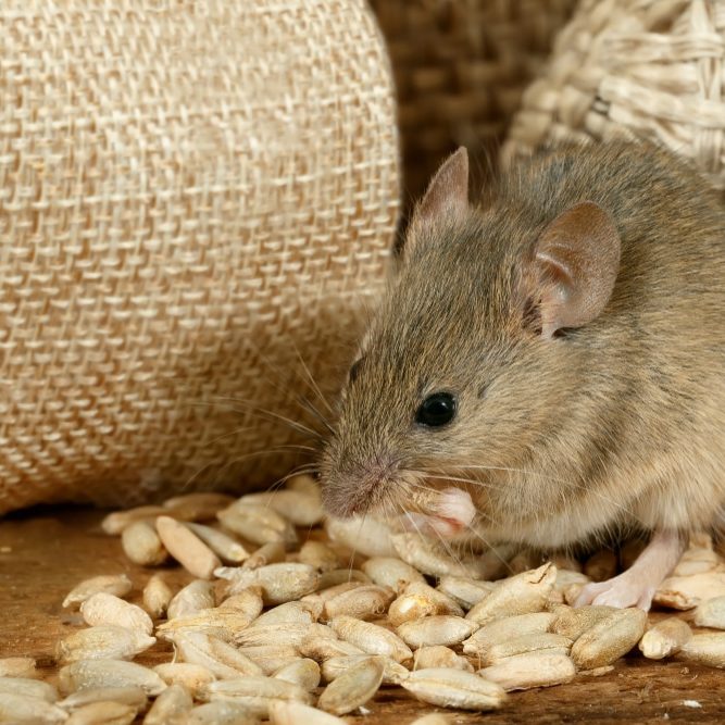 Mouse eating grains near the burlap bags