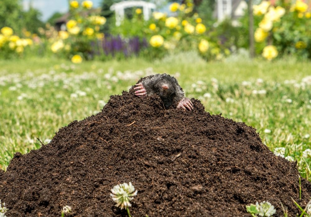 Mole poking out of mole mound on grass