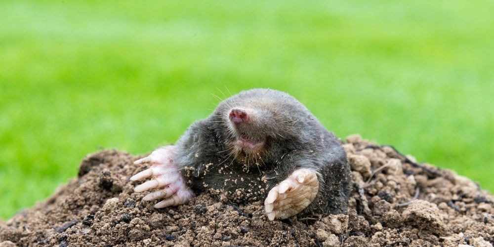 mole hill