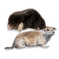 moles-gopher moles-gopher