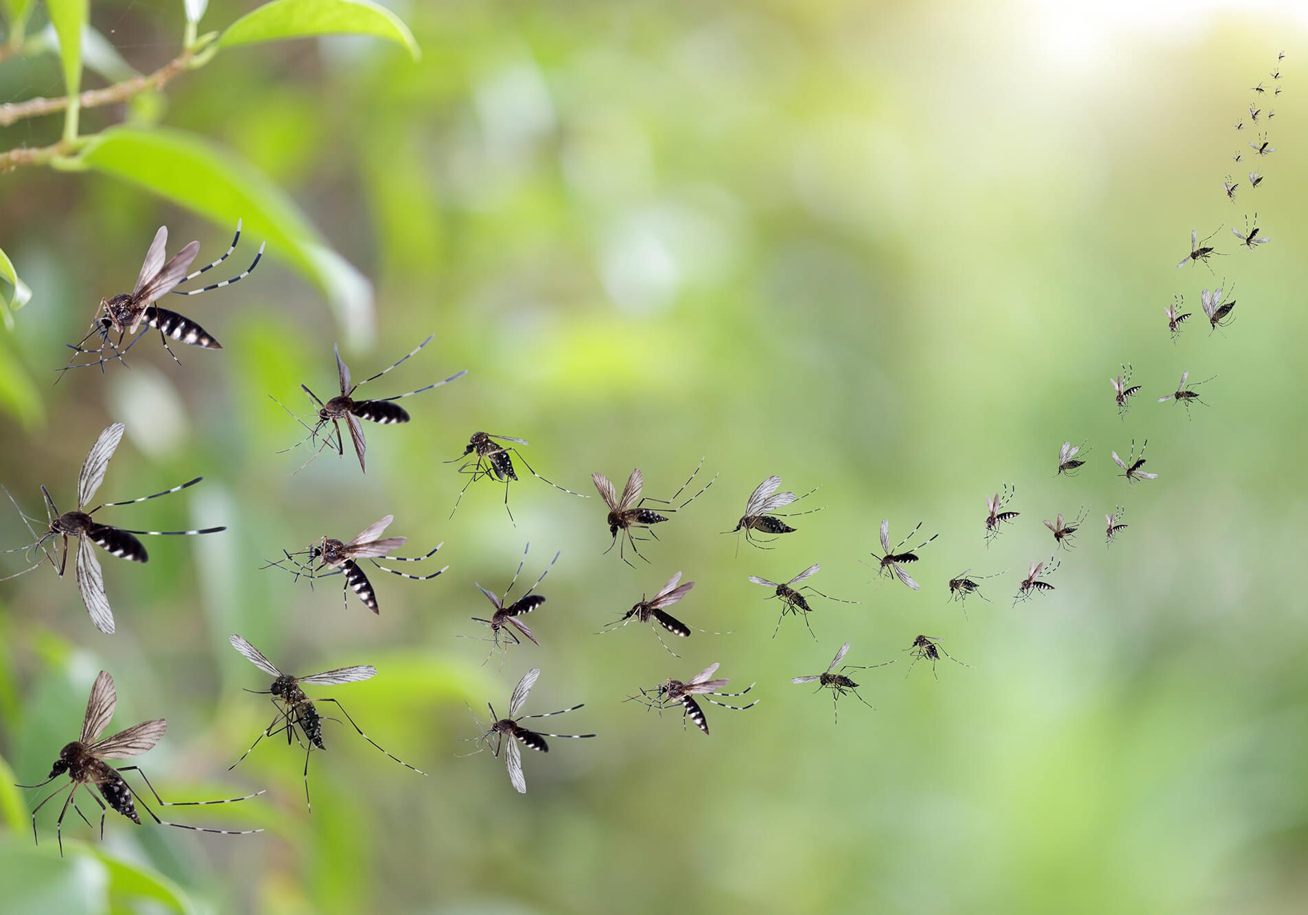 Swarm of mosquitoes in the park