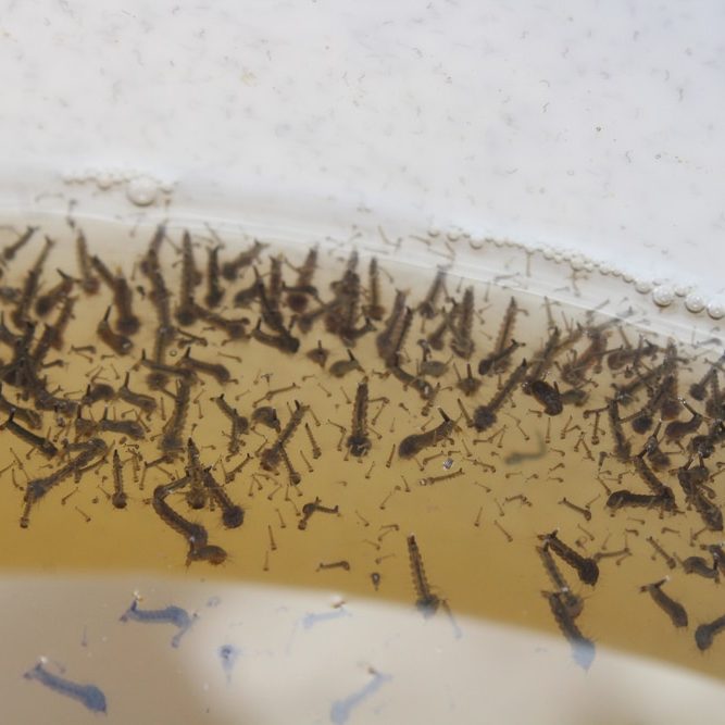 Mosquito,Larva,In,The,Water mosquito larva in the water