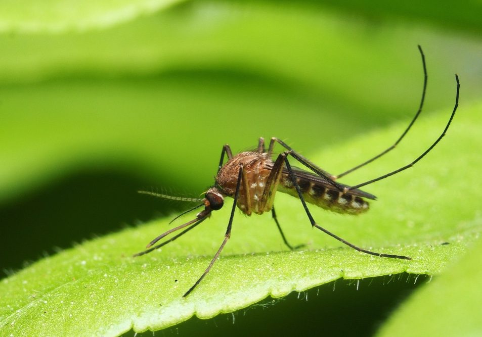 macro normal female mosquito isolated on green leaf macro normal female mosquito isolated on green leaf