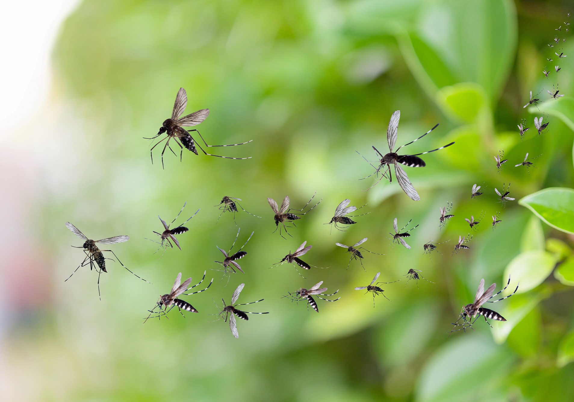 Swarm of mosquitoes fly in the park