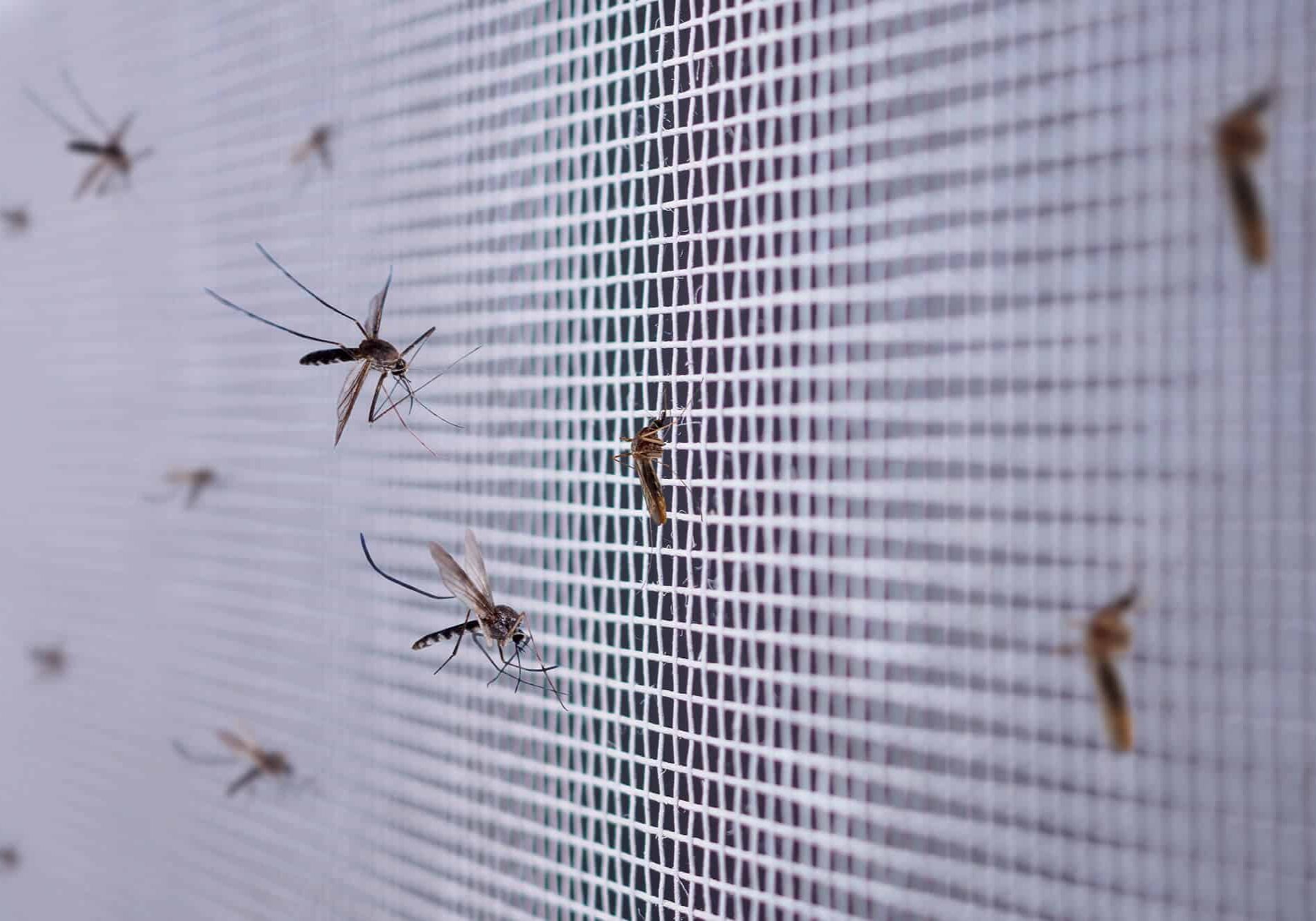 Mosquitoes on insect net wire screen close up on house window