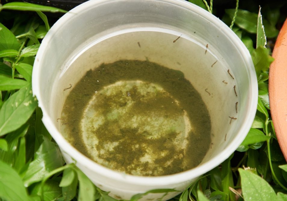 plastic container with stagnant water and become mosquitoes breeding ground plastic container with stagnant water and become mosquitoes breeding ground