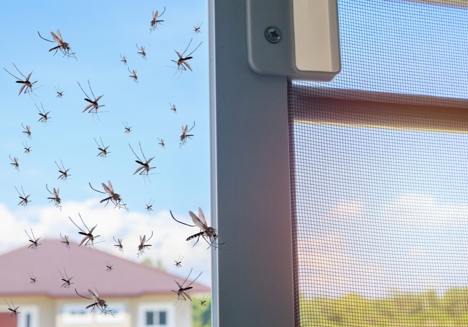 Many mosquitoes flying in to the house while insect net was opened