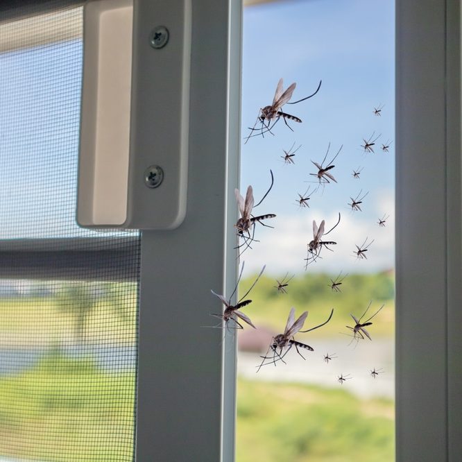 Many,Mosquitoes,Flying,In,To,The,House,While,Insect,Net Many mosquitoes flying in to the house while insect net was opened