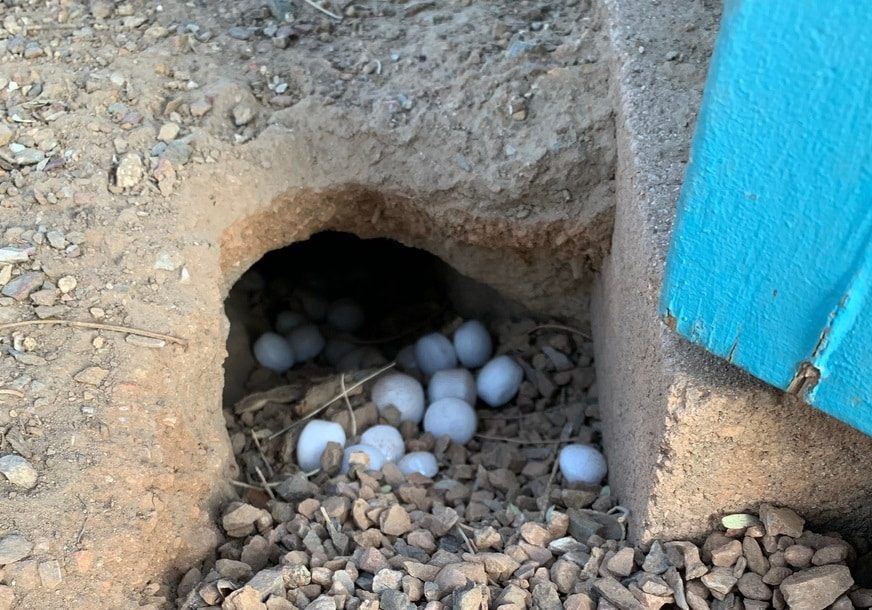 Moth,Balls,In,Hole,To,Deter,Rodents,And,Pests Moth balls in hole to deter rodents and pests