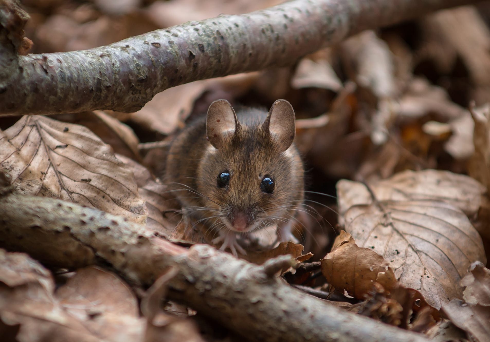 Nosi Wood Mouse looking in the eyes