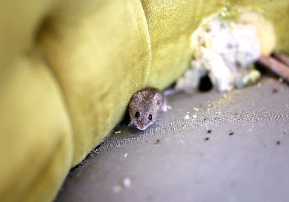 A little grey House Mouse is sitting by its nest in an old antique chair. A little grey House Mouse is sitting by its nest in an old antique chair.