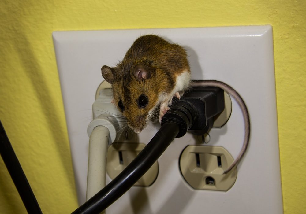 A brown house mouse on top of a black plug in a four plug outlet. A brown house mouse on top of a black plug in a four plug outlet.