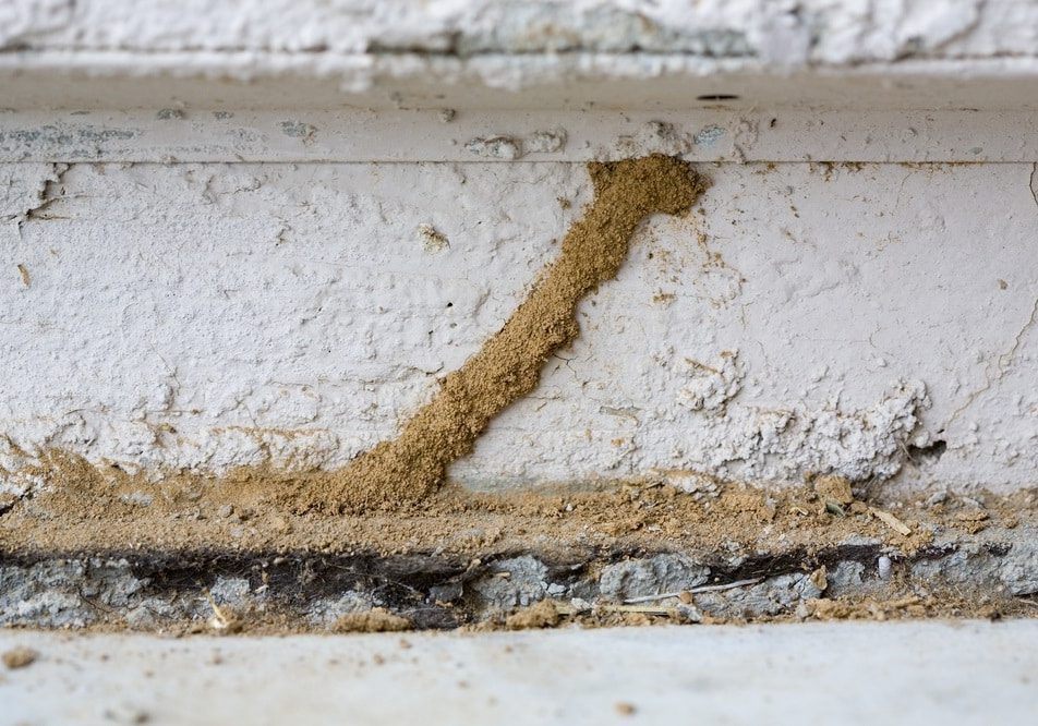 Mud Tunnel or Tube of Subterranean Termites