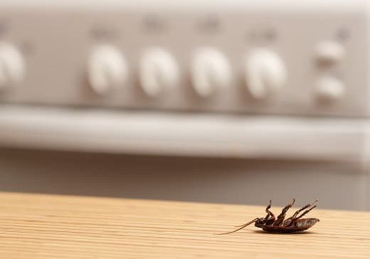 Dead cockroaches in an apartment kitchen. Inside high-rise build