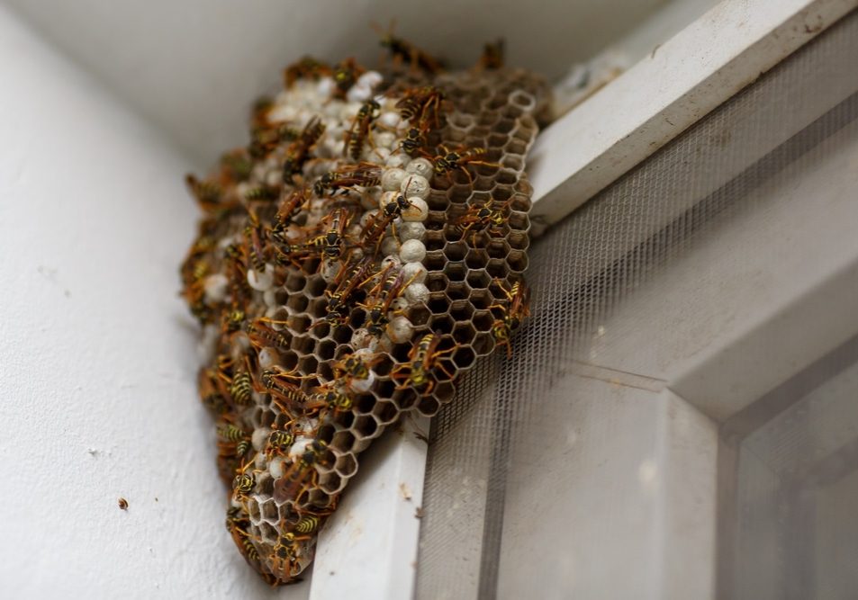 A hornet's nest or wasp nest on the house. A hornet's nest or wasp nest on the house.