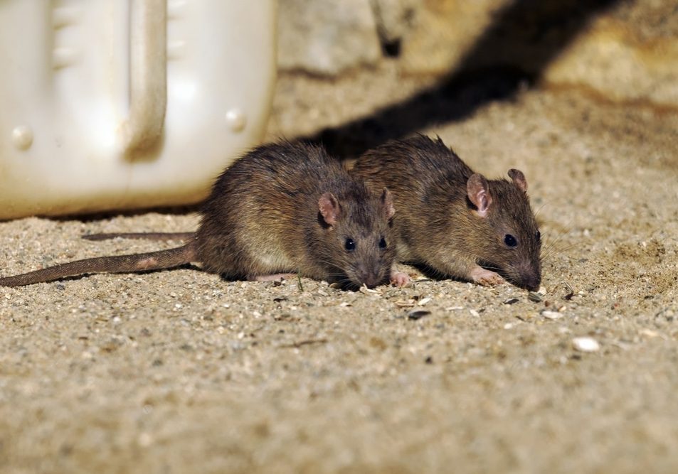 Brown Rat (Norwegian Rat)