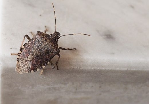 Brown marmorated stink bug (Halyomorpha halys) insect animal