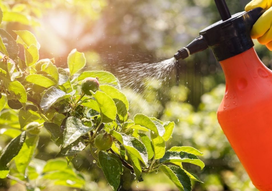 Spraying,Apple,Tree,Orchard,To,Protect,Against,Disease,And,Insects. Spraying Apple Tree Orchard to Protect against Disease and Insects.