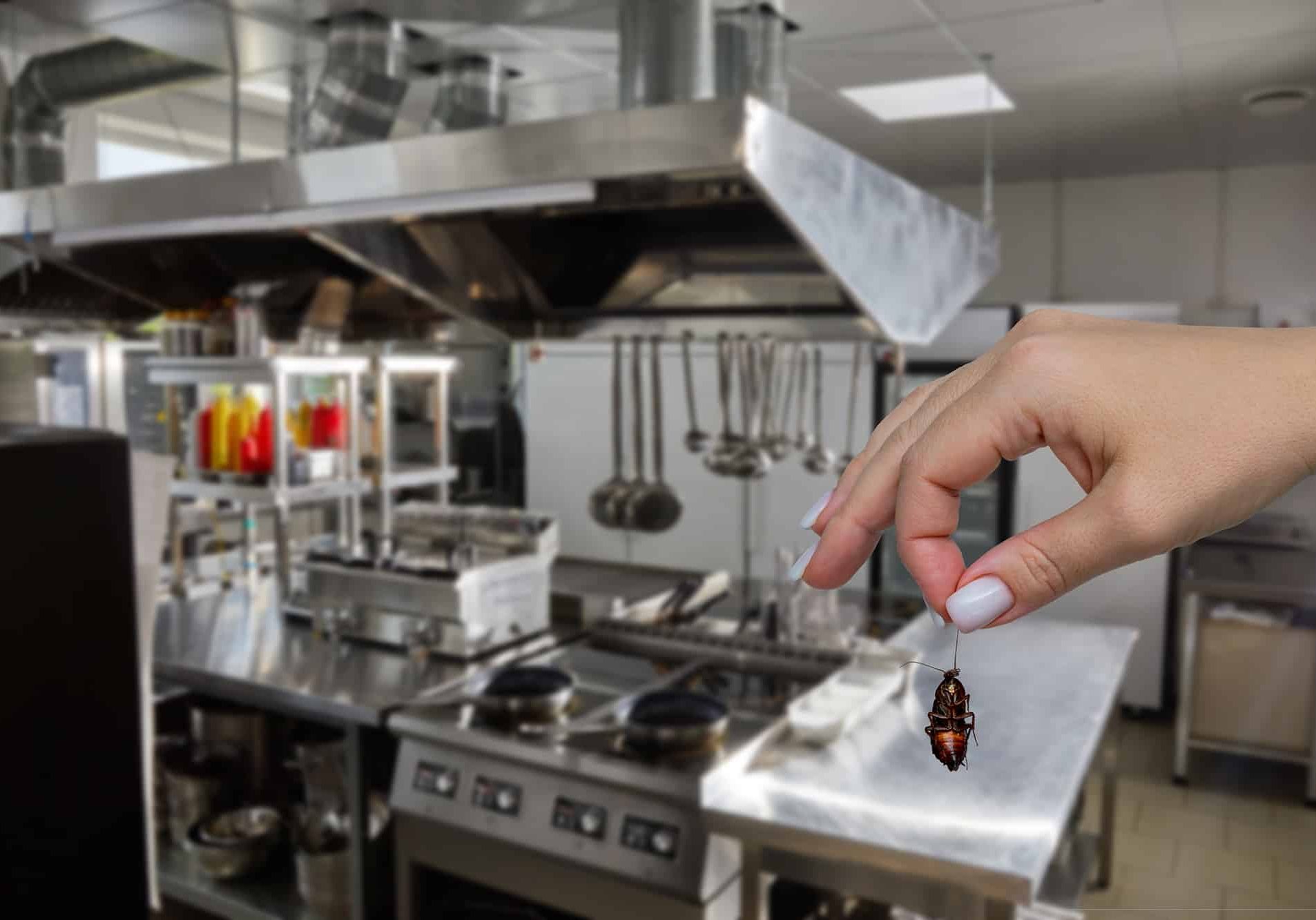 Female hand holding dead cockroach
