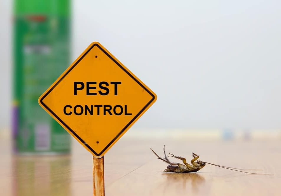 Dead cockroach on floor with caution sign pest control Dead cockroach on floor with caution sign pest control