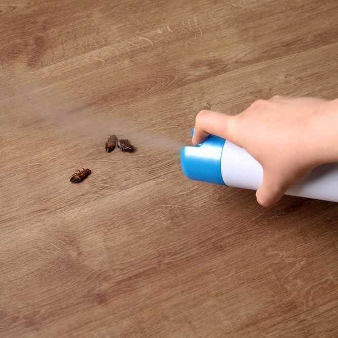 Woman spraying insecticide onto cockroaches