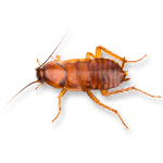 Cockroach