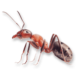 Ant