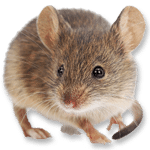 Rat