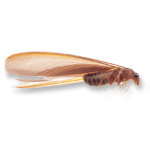 Termite white ant bug
