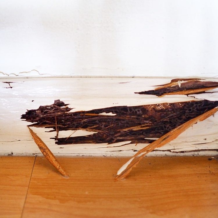 Wooden wall was damaged from Termite infested inside house