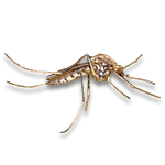 pest-mosquito Mosquito