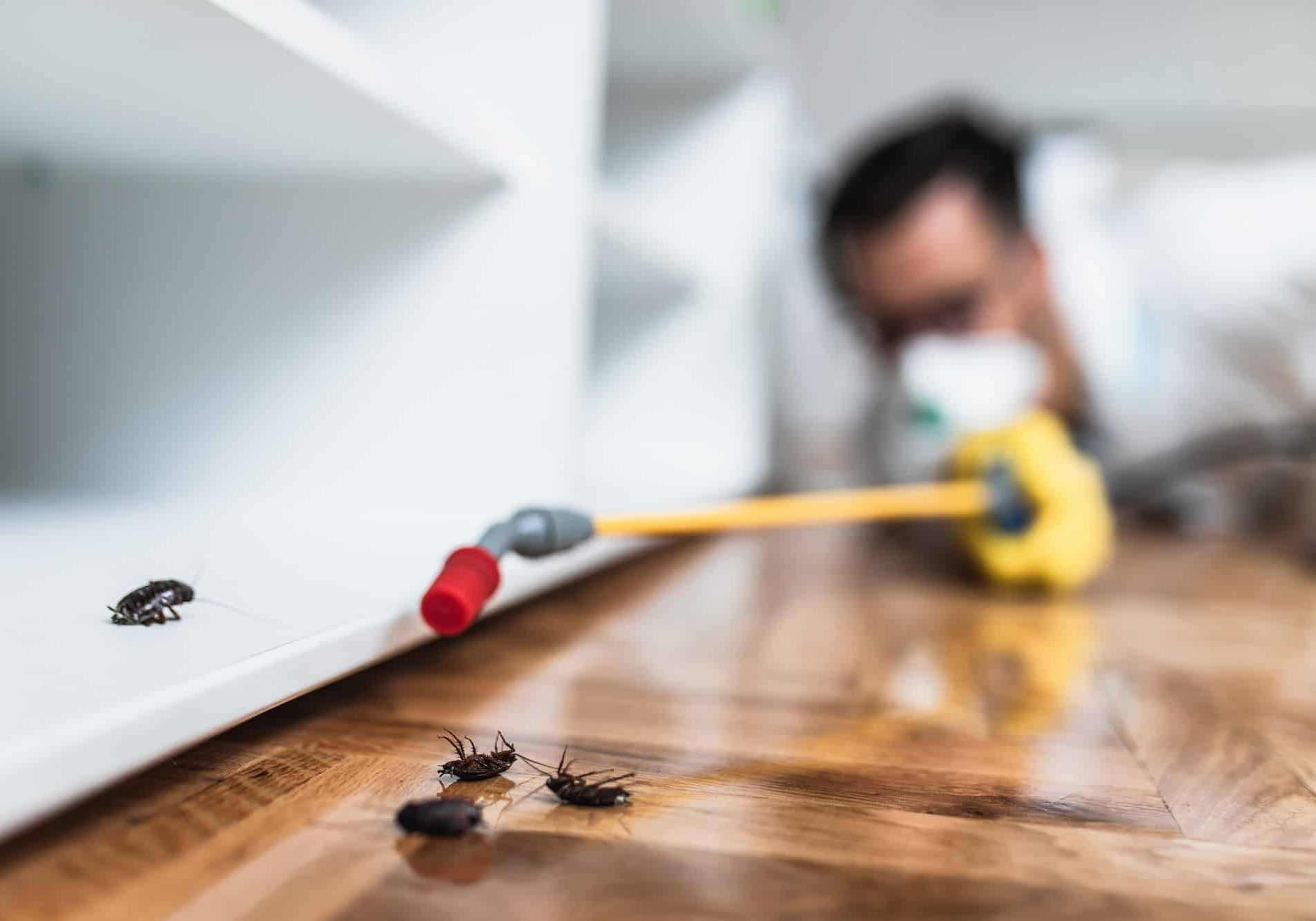 Exterminator in work wear spraying pesticide with sprayer