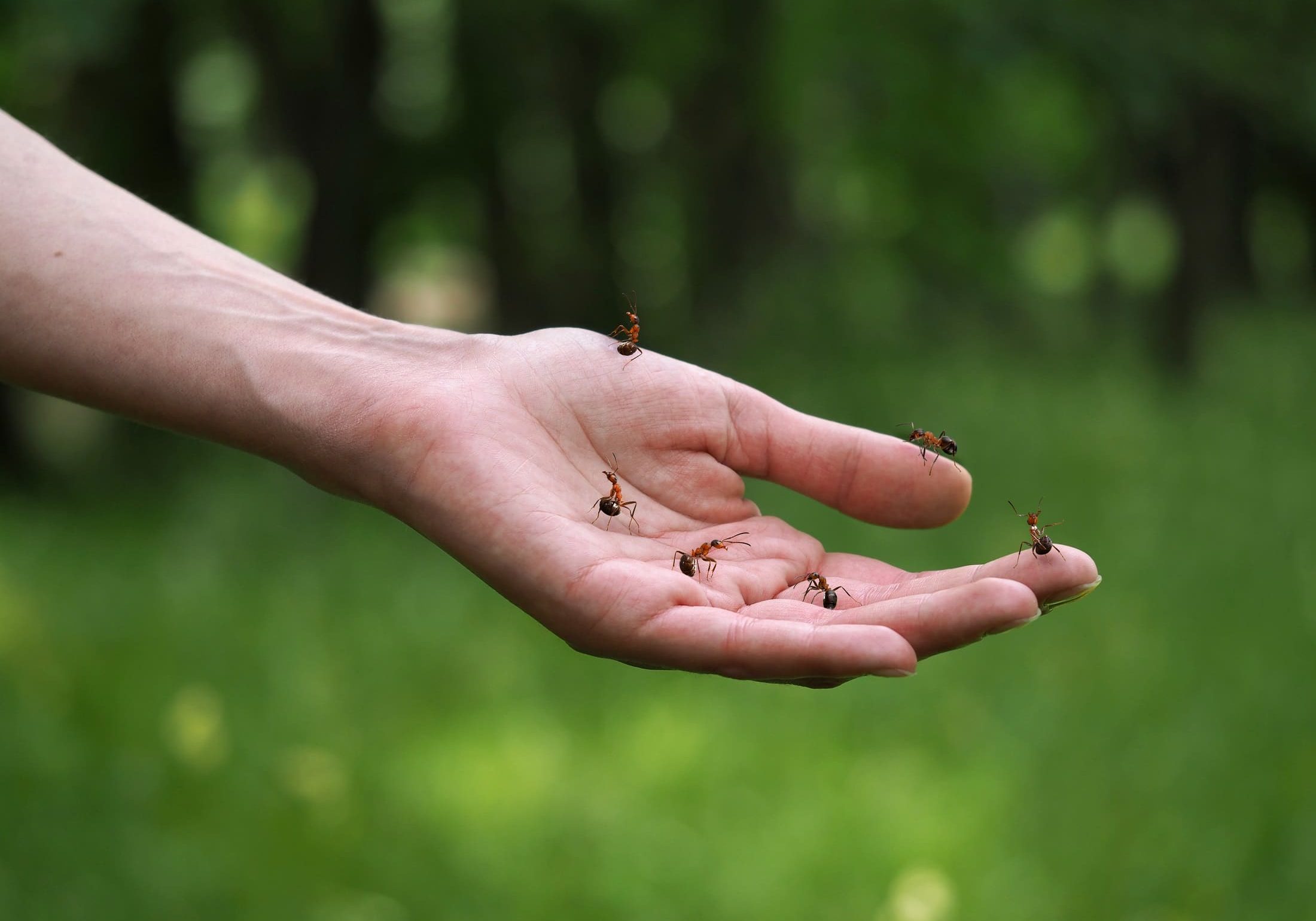 Why do ants attack