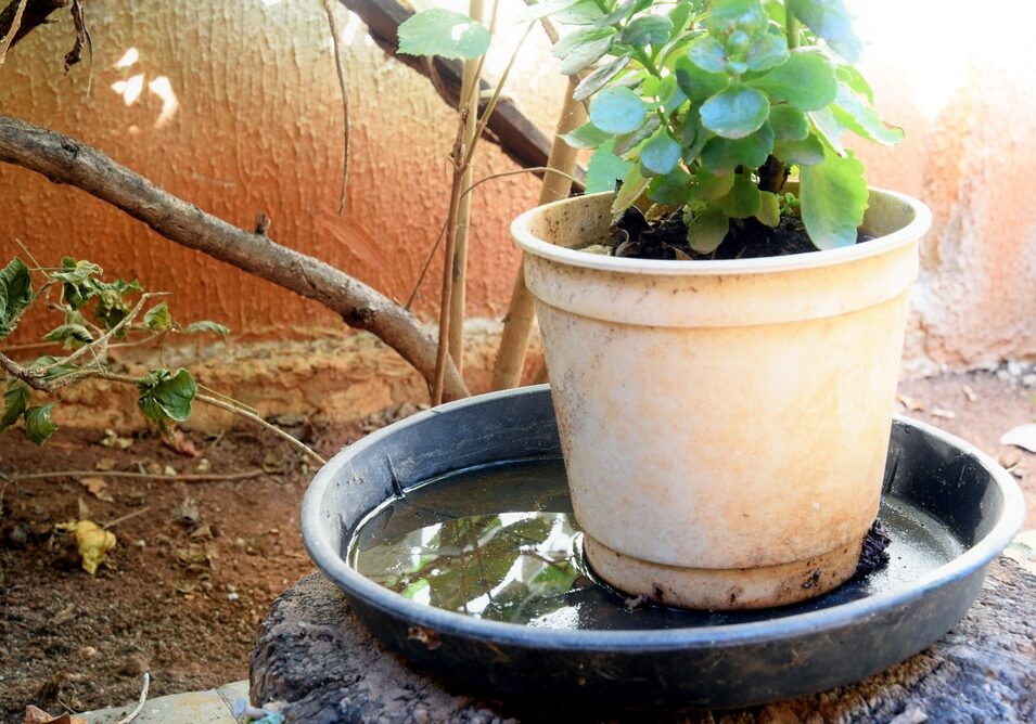 abandoned plastic bowl in a vase with stagnant water inside.
