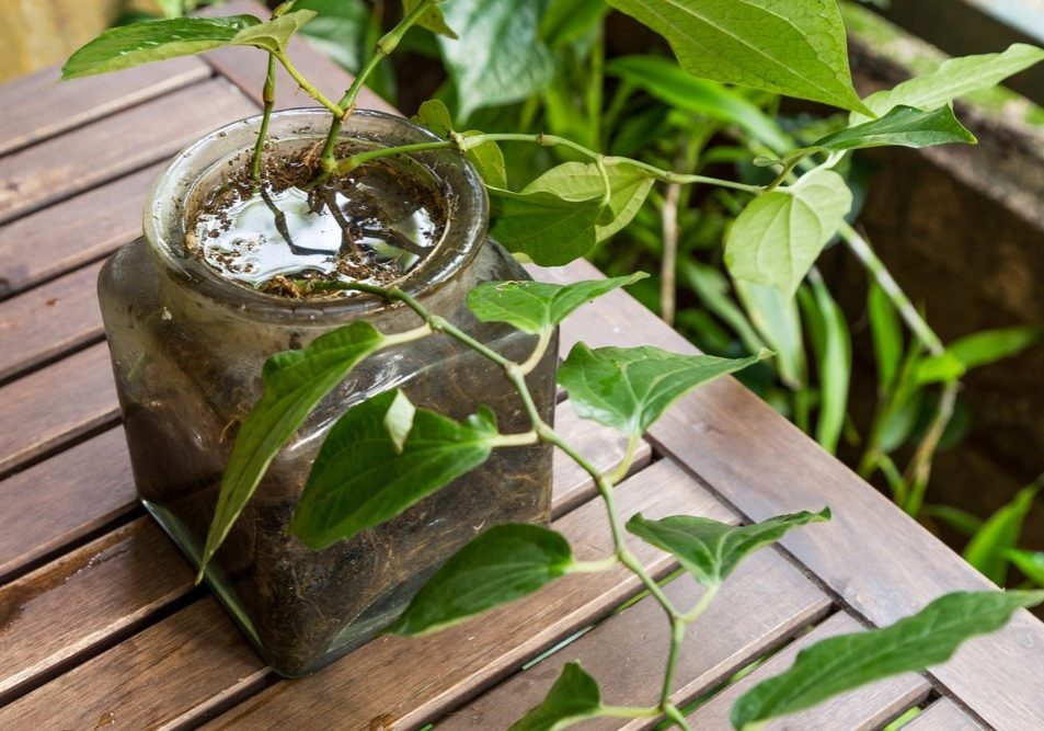 Potted vase at home stores stagnant water and breeding ground for mosquito