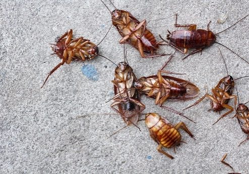 Close up of cockroach