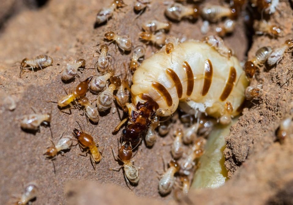 Queen termite surrounded by workers
